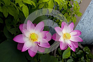 Beautiful pink lotus flower from tropical garden in Thailand