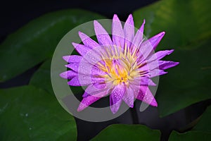 Beautiful pink lotus flower with water droplets on petals on colorful background