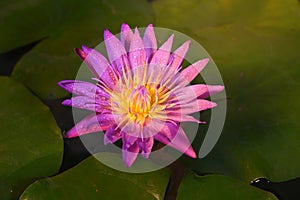 Beautiful pink lotus flower with water droplets on petals on colorful background