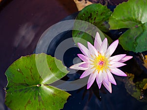 Beautiful pink lotus flower Water plants planted in a pond