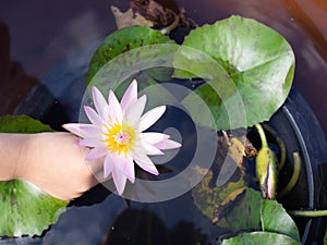 Beautiful pink lotus flower Water plants planted in a pond