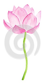 Beautiful Pink Lotus Flower. Watercolor illustration. Pure Water Blossom.