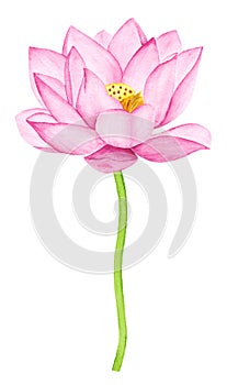 Beautiful Pink Lotus Flower. Watercolor illustration. Pure Water Blossom.