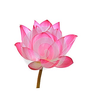 Beautiful Pink lotus flower on white background