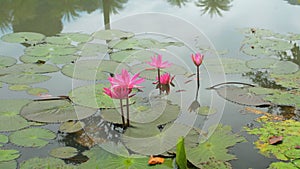 Beautiful pink lotus flowers blooming in the pond. Morning scene with blossom waterlilies growing above water.