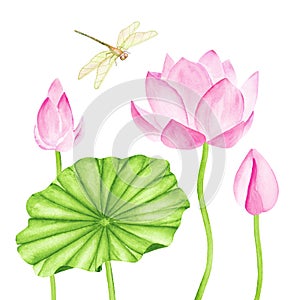 Beautiful Pink Lotus Flowers and Dragonflies. Watercolor illustration. Pure Water Blossom.
