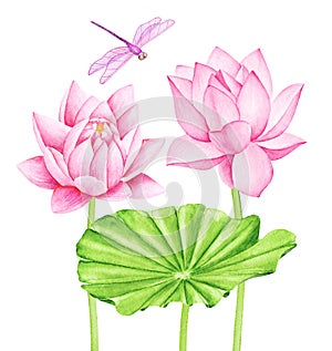 Beautiful Pink Lotus Flowers and Dragonfly. Watercolor illustration. Pure Water Blossom.