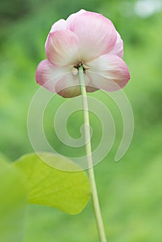 Beautiful pink lotus flowers on green background