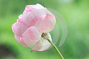 Beautiful pink lotus flowers on green background