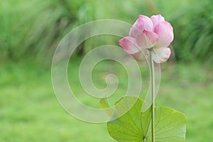 Beautiful pink lotus flowers on green background