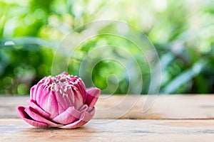 Beautiful pink lotus flowers on green background