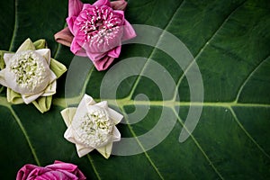 Beautiful pink lotus flowers on green background