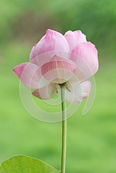 Beautiful pink lotus flowers on green background