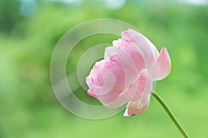 Beautiful pink lotus flowers on green background