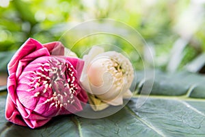 Beautiful pink lotus flowers on green background