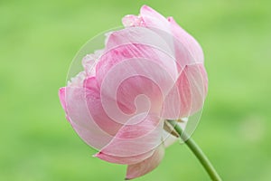 Beautiful pink lotus flowers on green background