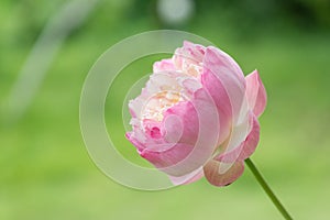 Beautiful pink lotus flowers on green background