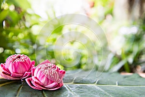 Beautiful pink lotus flowers on green background