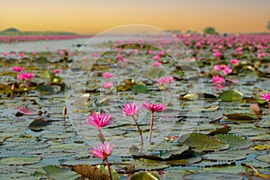 Beautiful Pink lotus lake in the morning,