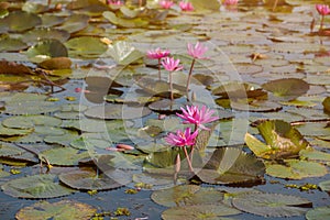 Beautiful Pink lotus lake in the morning,