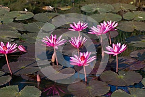 Beautiful Pink Lotus in natural water pool