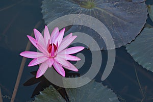 Beautiful Pink Lotus in natural water pool