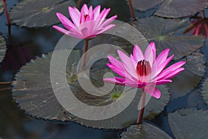 Beautiful Pink Lotus in natural water pool