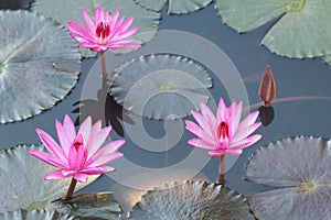 Beautiful Pink Lotus in natural water pool