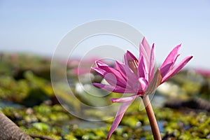 Beautiful of pink lotus or pink Water Lilies at lake of Nong Han, Kumphawapi, Udon Thani, Thailand