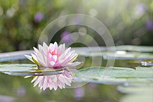 Beautiful Pink Lotus, Pink Water Lily