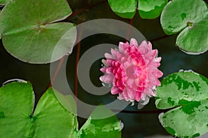 beautiful pink lotus in pond