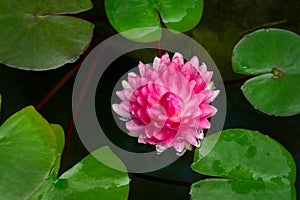 beautiful pink lotus in pond