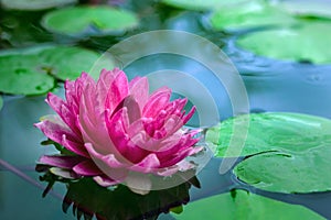 beautiful pink lotus in pond