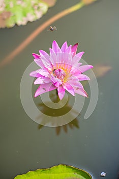 Beautiful pink lotus pond