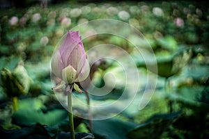 beautiful pink lotus in the lotus pond