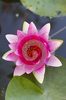 Beautiful pink lotus in the pool