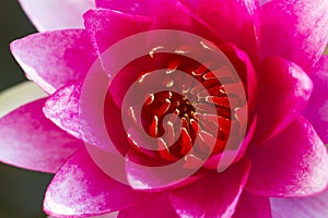 Beautiful pink lotus in the pool