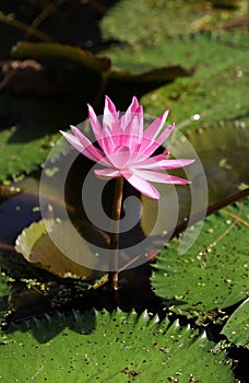 A beautiful pink lotus in the pool