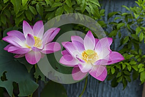 Beautiful pink lotus from tropical garden in Thailand, outdoor day light