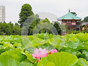 Beautiful pink lotus in Ueno park, Tokyo, Japan