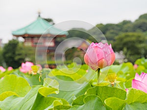 Beautiful pink lotus in Ueno park, Tokyo, Japan