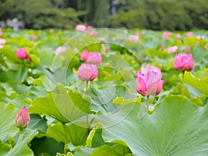 Beautiful pink lotus in Ueno park, Tokyo, Japan