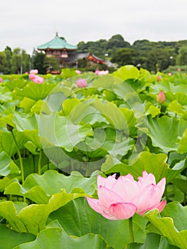 Beautiful pink lotus in Ueno park, Tokyo, Japan photo