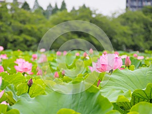 Beautiful pink lotus in Ueno park, Tokyo, Japan photo