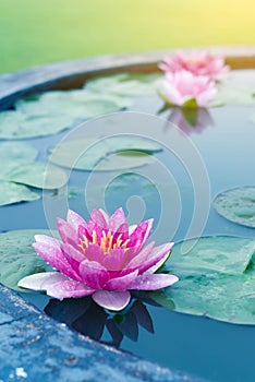 Beautiful Pink Lotus, water lily