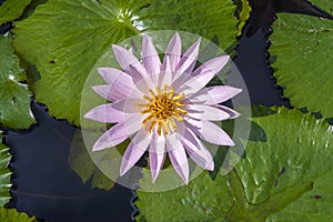 Beautiful pink lotus, water plant in a pond in the tropical garden. Island Bali, Indonesia