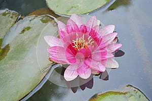 Beautiful Pink Lotus