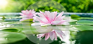 Beautiful Pink Lotus, water plant with reflection in a pond photo