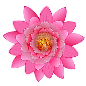 Beautiful pink lotus or waterlily flower isolated. photo