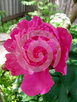 Beautiful pink luxuriously blooming pon in my garden this summer